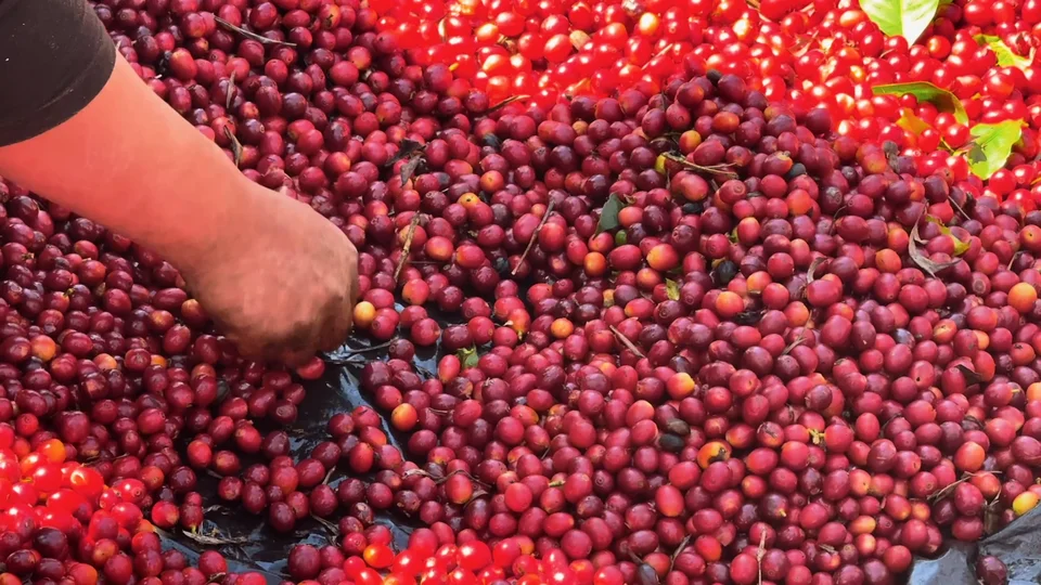 Hand picking bright red coffee cherries at Finca Philadelphia, a coffee farm near Antigua, Guatemala