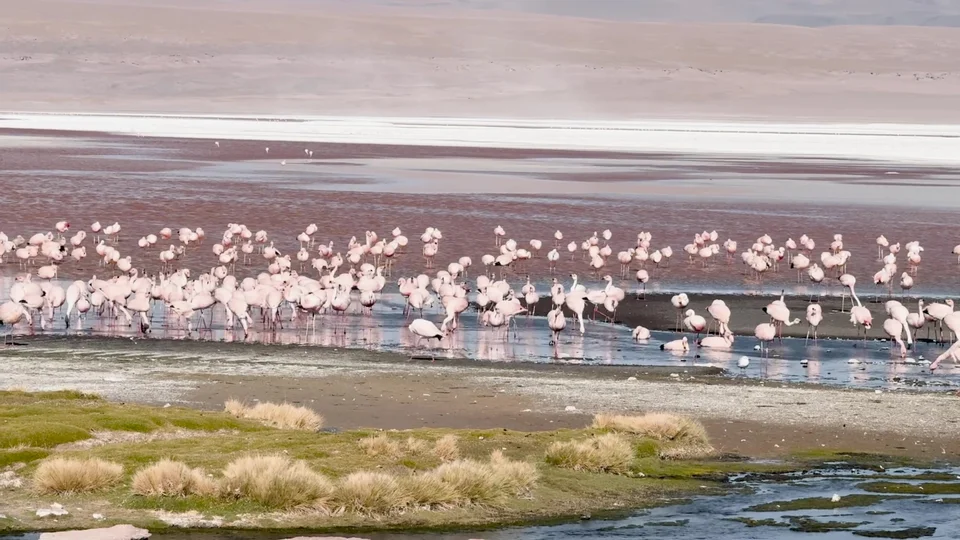 Flamingos feeding in the pink waters of Laguna Colorada, Bolivia