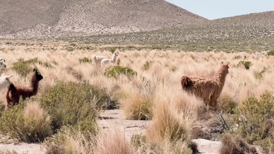 Llamas grazing in the Bolivian altiplano near the Uyuni Salt Flats