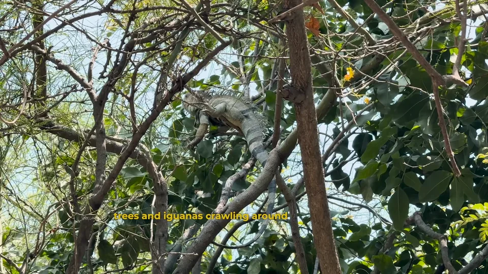 Iguana in a tree at Parque Centenario, Cartagena