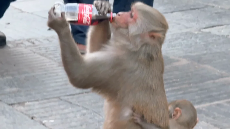 Monkey drinking from a Coca-Cola bottle on the street in Kathmandu, Nepal