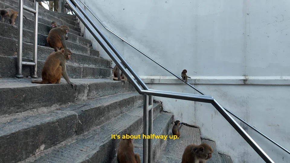 Monkeys on the steps up to Swayambhunath, the Monkey Temple, Kathmandu