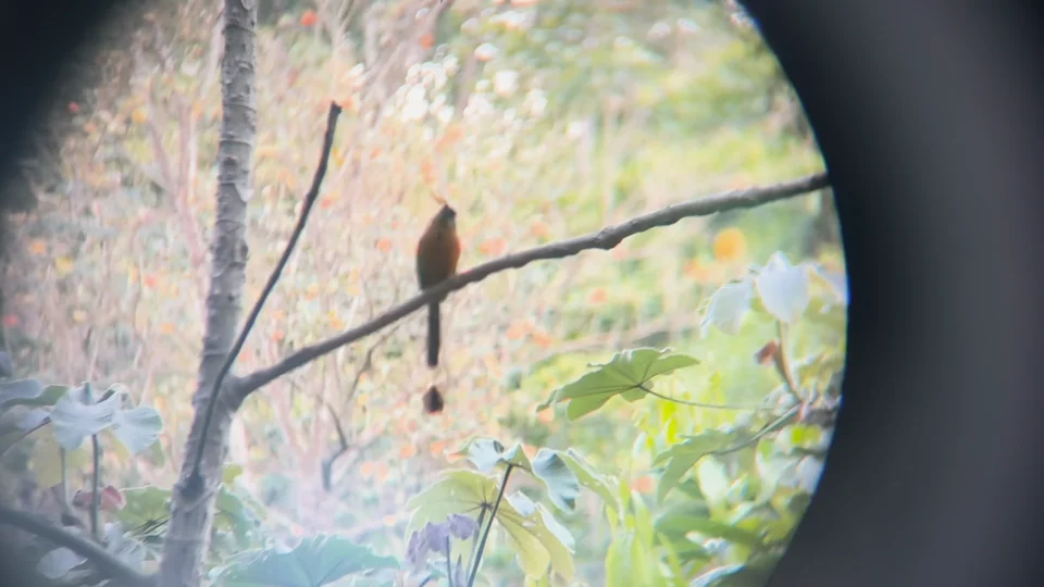 A bird seen through binoculars during a birdwatching tour in Minca, Colombia