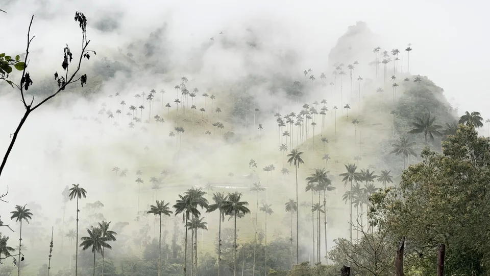 Clouds parting over wax palms in the Cocora Valley, Colombia