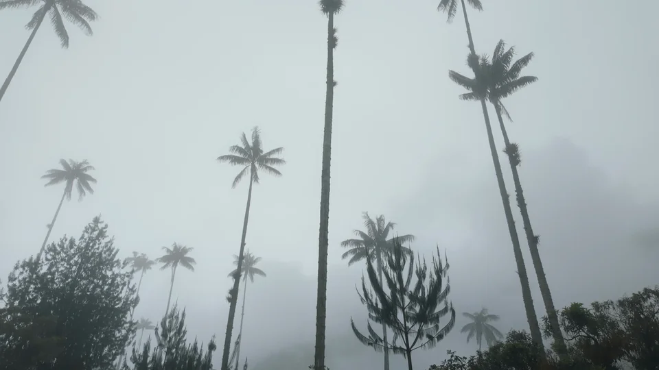 Wax palm trees rising through the mist near Salento, Colombia