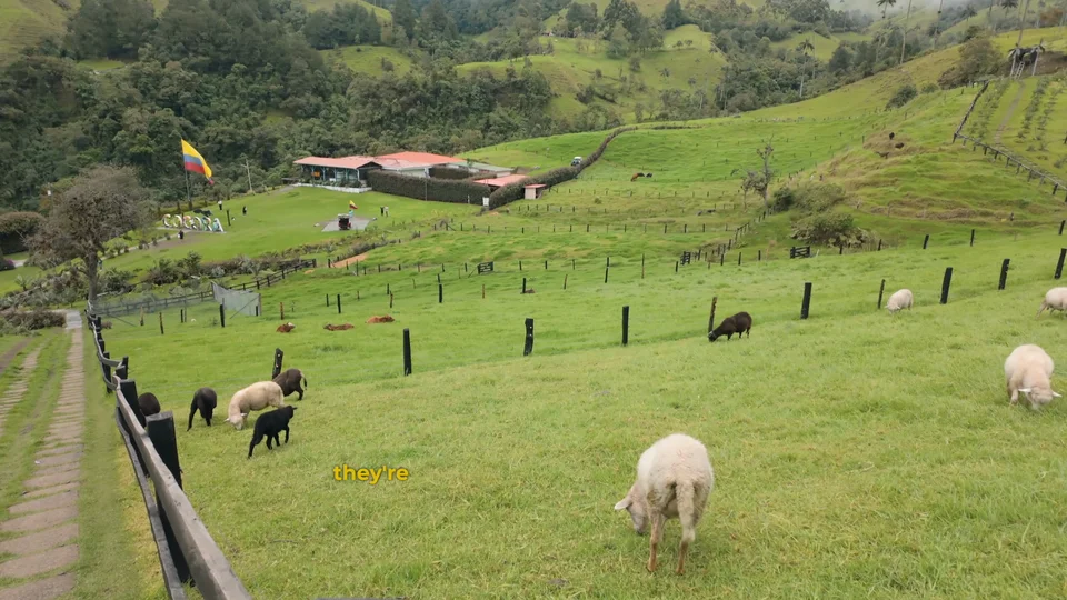 Sheep grazing in a field near Salento, Colombia