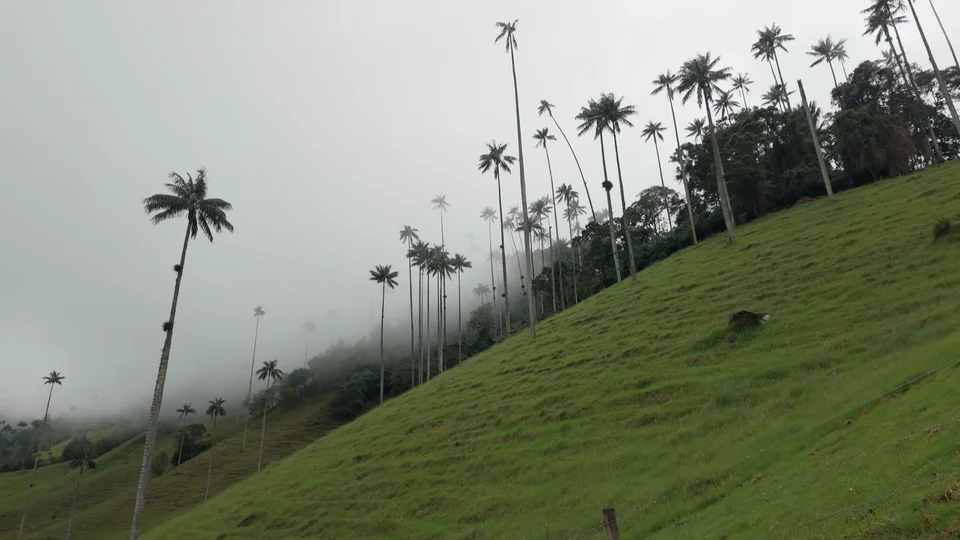 Wax palms rising through the mist in the Cocora Valley near Salento