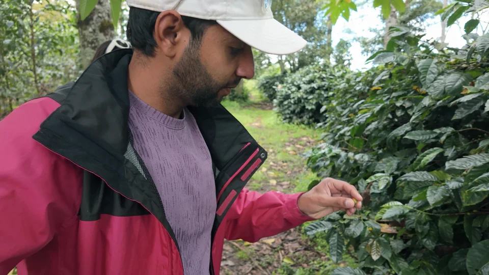 Picking coffee cherries by hand at a coffee farm near Salento