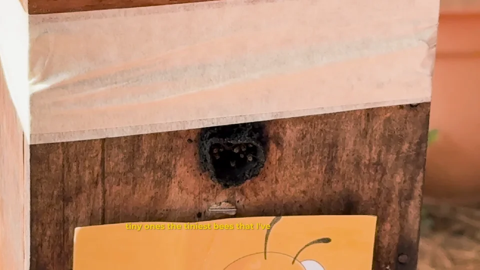 Stingless Mayan bees at a hive in San Juan La Laguna, Guatemala