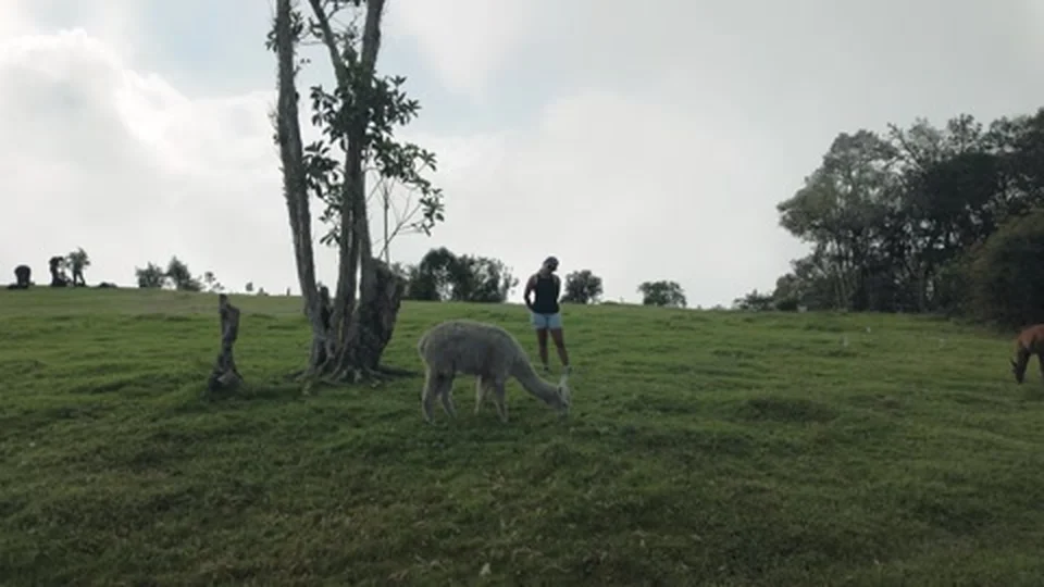 Llama grazing at Llactapata ruins on the Salkantay Trek