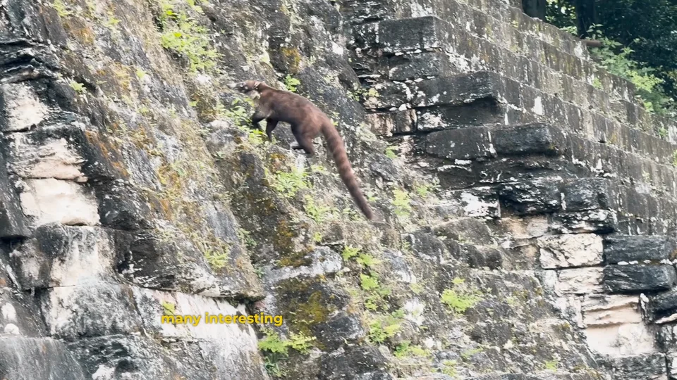 A coati climbing the stone wall of a Mayan temple at Tikal, Guatemala