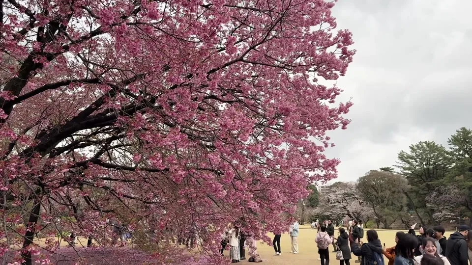 Cherry blossom trees in full bloom, Shinjuku Gyoen