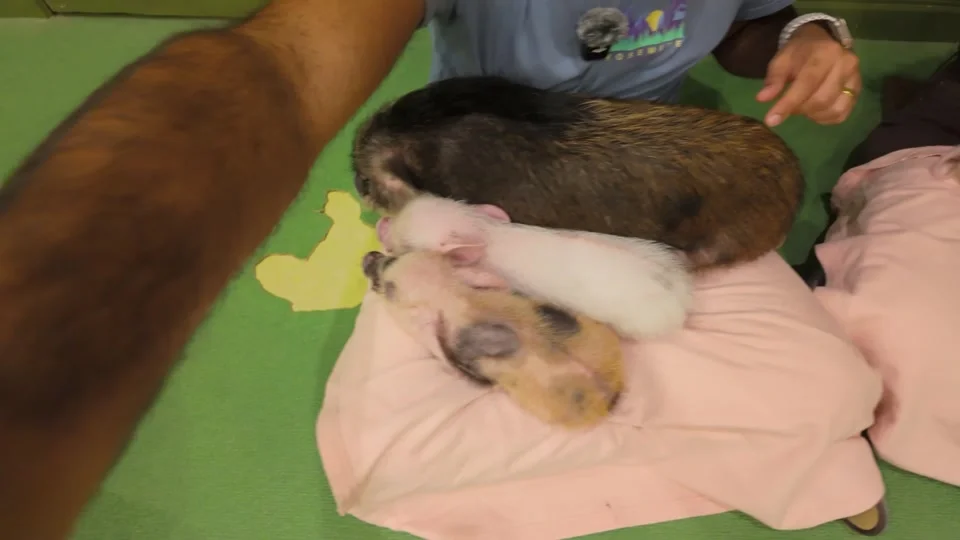 Mini pigs at Mipig Cafe, Harajuku
