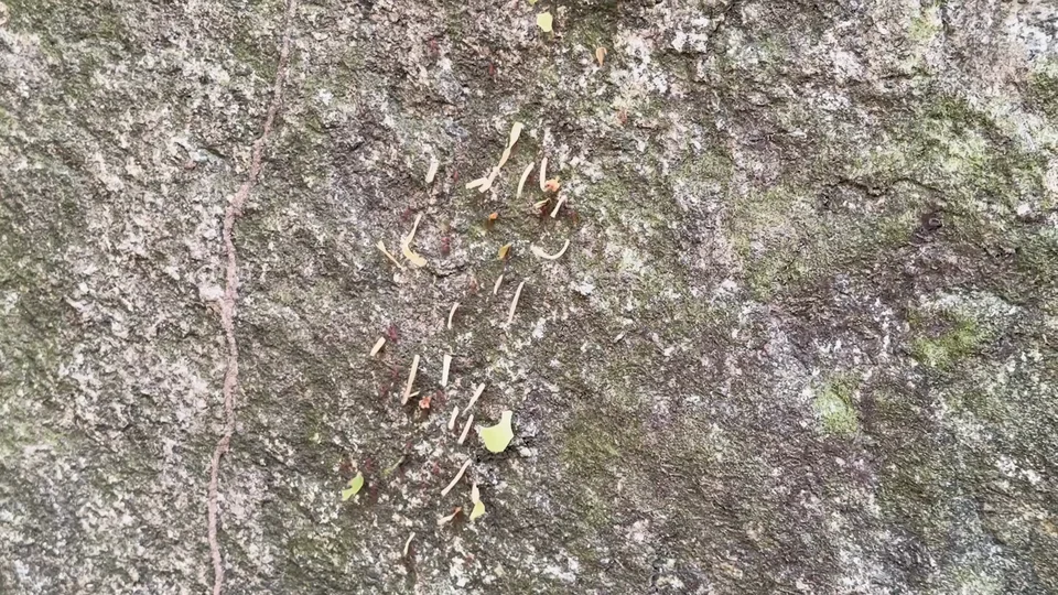 Close-up of a jungle rock covered in small stick offerings along the Tayrona trail, Colombia