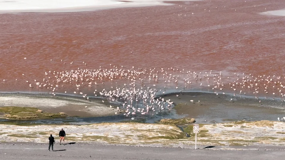 Flamingos in a pink lagoon on the way to the Uyuni Salt Flats