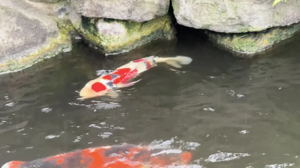 Koi pond in the grounds near Senso-ji Temple, Asakusa