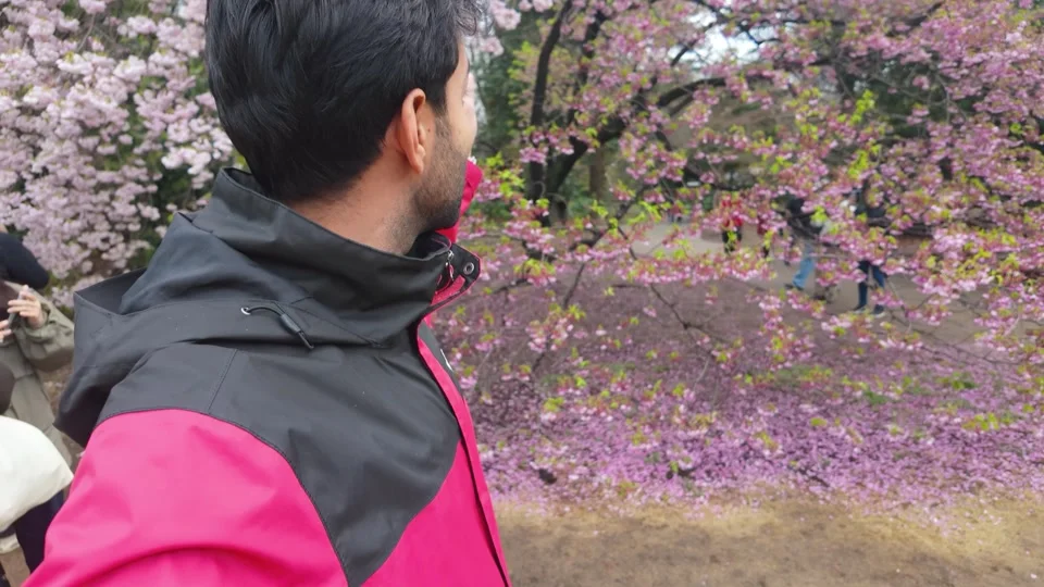 Cherry blossoms in Tokyo