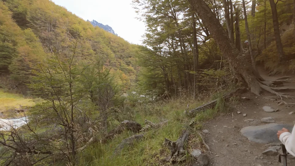 Forest trail alongside the Ascencio River on the way to Camp Chileno