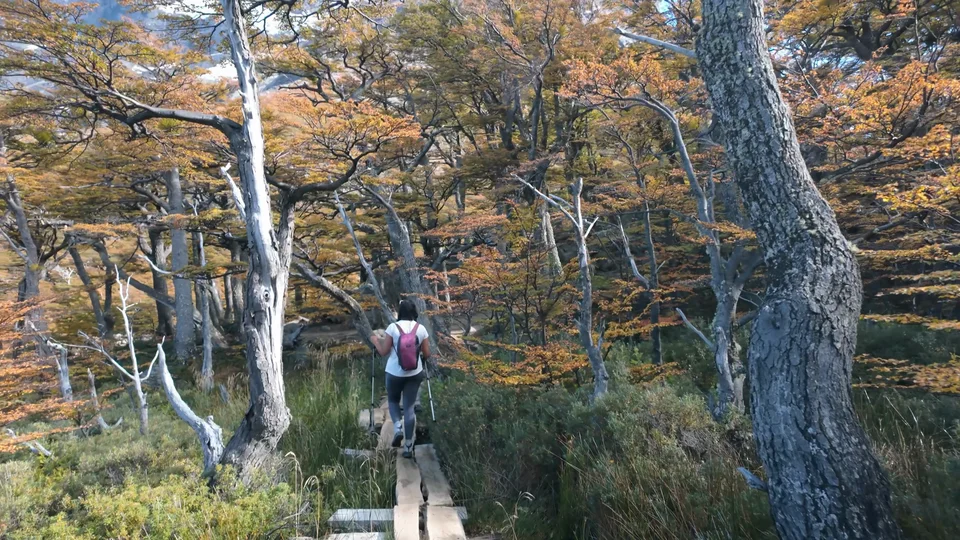 Boardwalk trail through golden autumn lenga forest in the French Valley