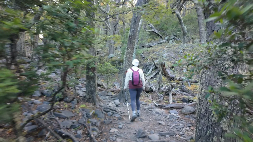 Hiking through lenga forest towards the French Valley, Torres del Paine