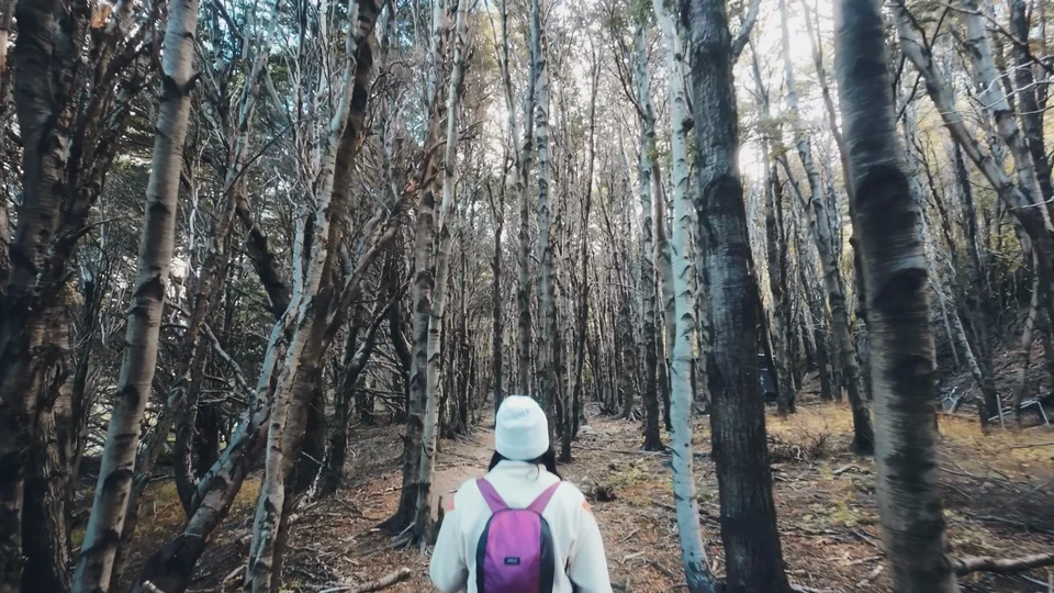 Hiker walking through lenga forest on the W Trek, Patagonia